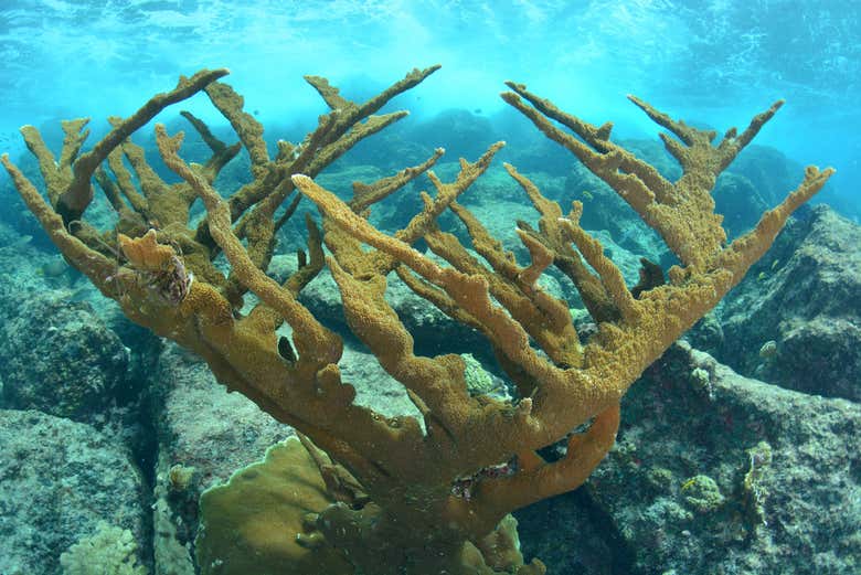 Disfrutando de la belleza de los fondos del Abra de Canasí