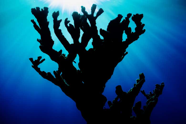 Corales cuerno de alce