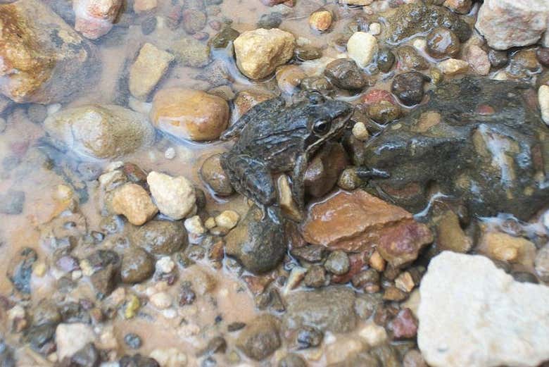 Especies del Abra de Canasí