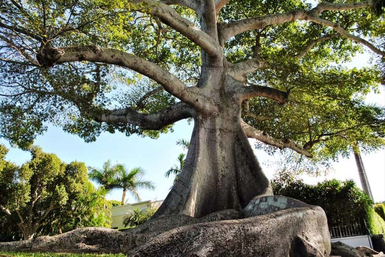 La ceiba cerimoniale che visiteremo