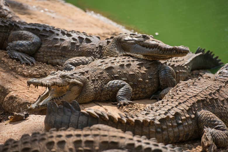 Foto de vários exemplares de crocodilos em um criadouro