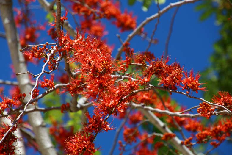 Find thousands of different plant species housed here