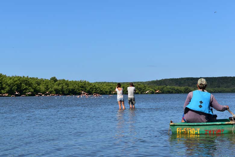 Fotografando i fenicotteri