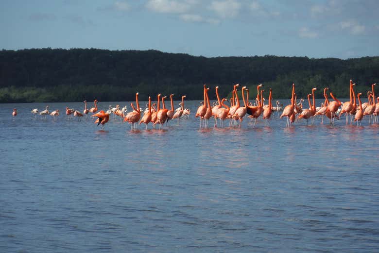 Fenicotteri della laguna Guanaroca