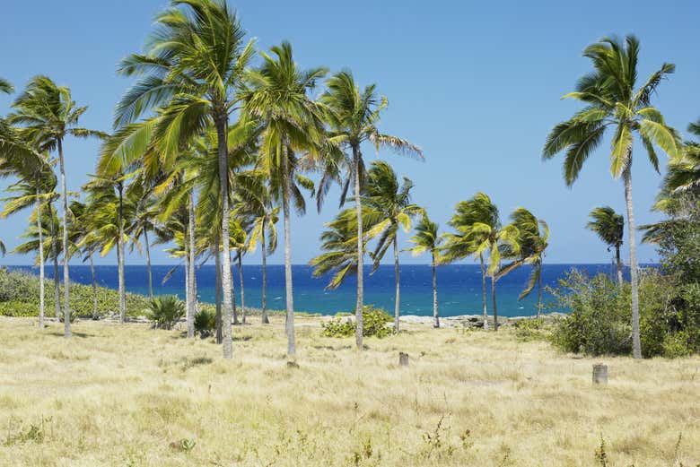 Palmeras de Bariay