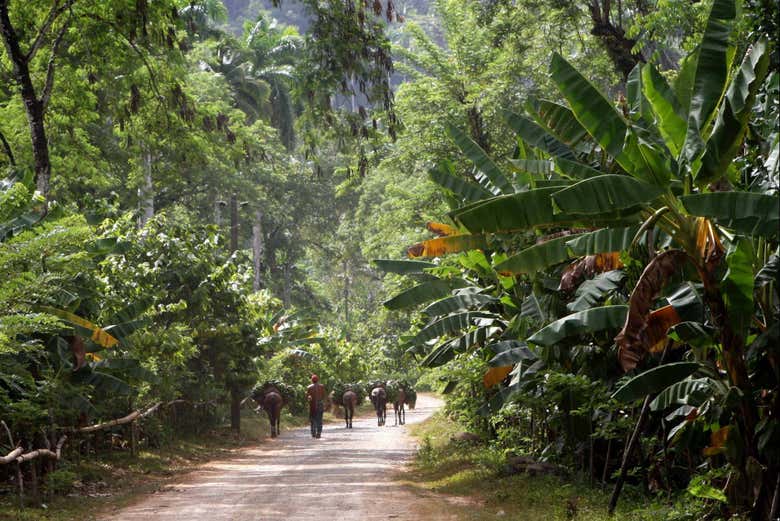 Landscape of Baracoa