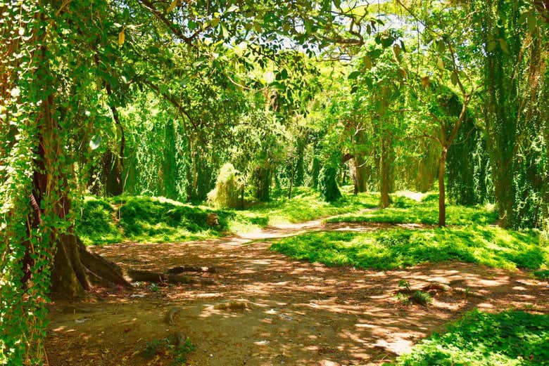 Bosque de La Habana