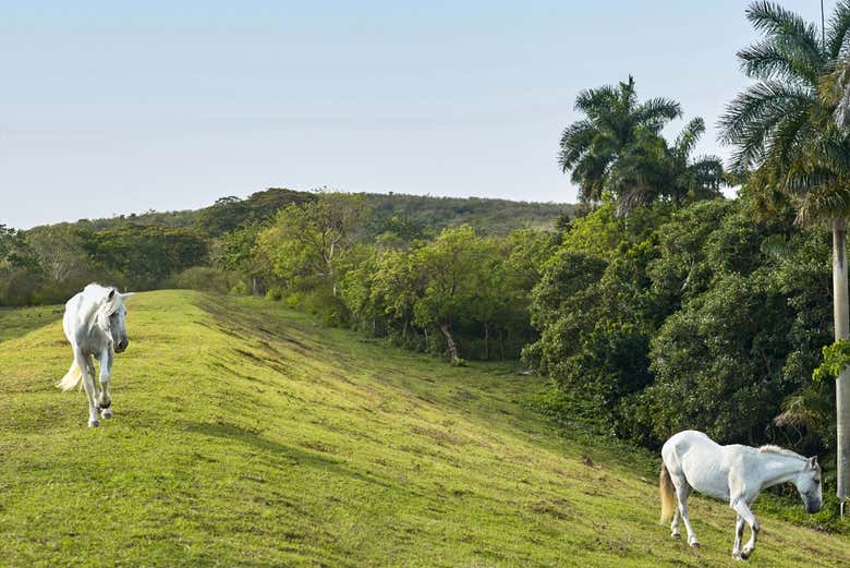 Caballos de la hacienda El Patrón