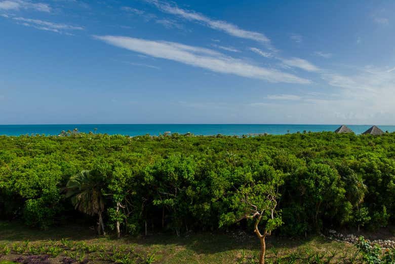 Vegetazione di Cayo Santa María con mare sullo sfondo