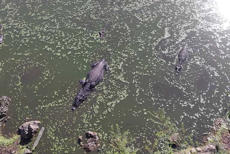 Cocodrilos en su habitát