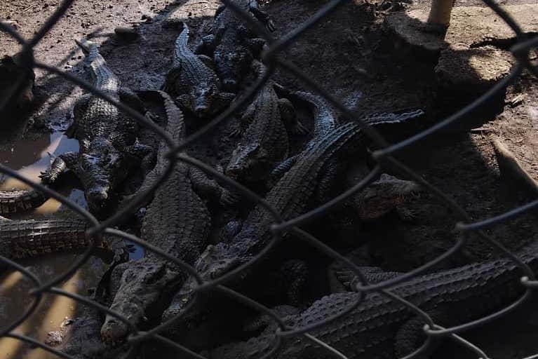 Veréis algunos cocodrilos 