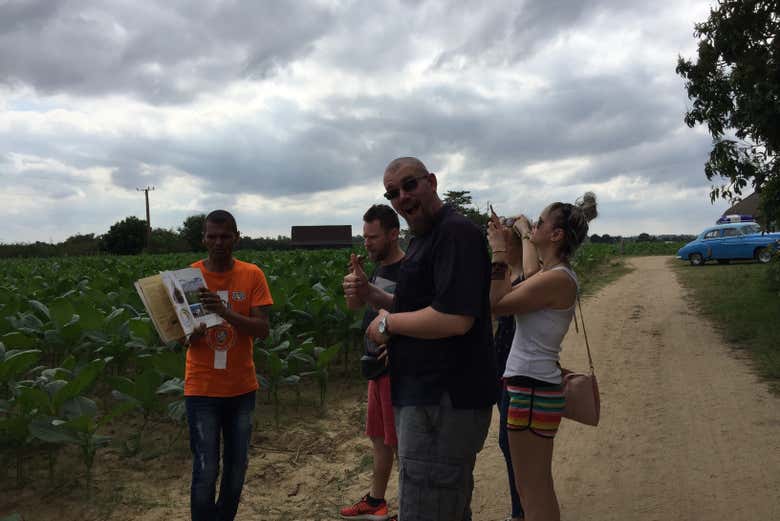 Explicación del proceso del tabaco