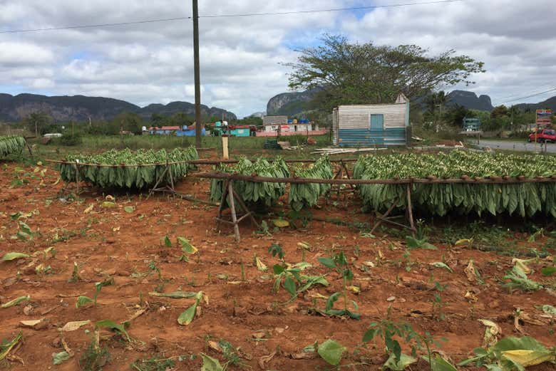 Plantación de tabaco