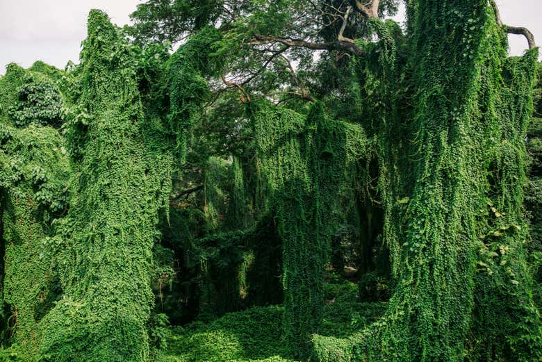Frondosa vegetación en el parque forestal de La Habana