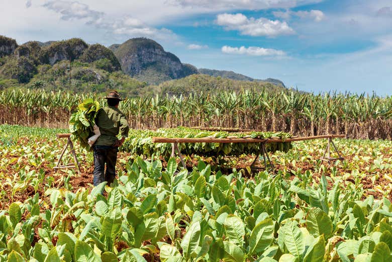 Tobacco plantation in the Viñales Valley