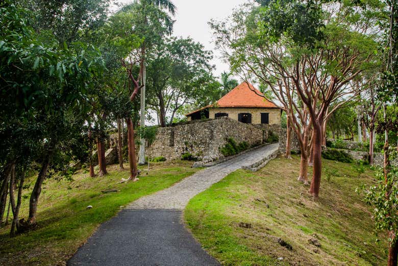 The coffee plantations