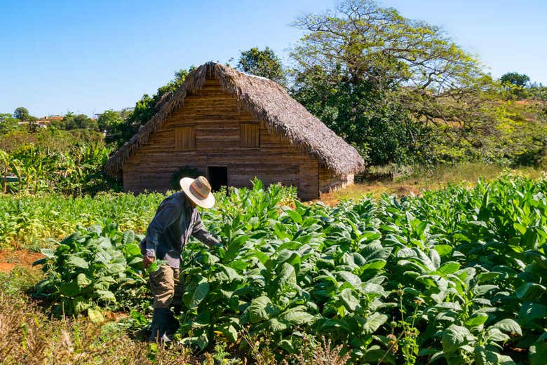 Plantação de tabaco em Viñales