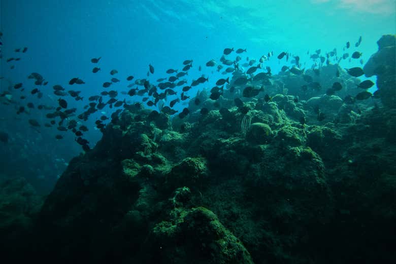 Una barrera de coral