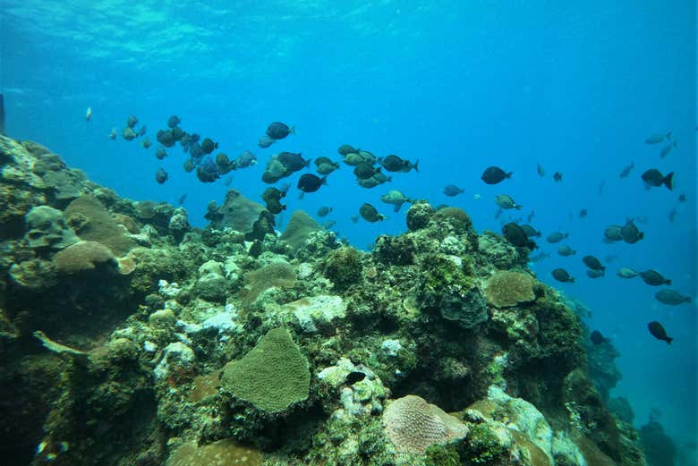 Peces cirujano azul en el coral