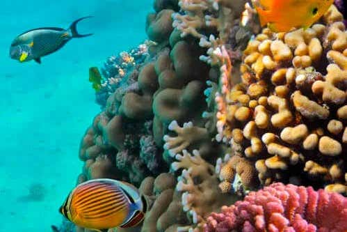 Fonds marins de Varadero