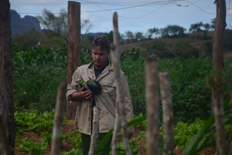 Un contadino raccoglie frutta nella Valle di Viñales