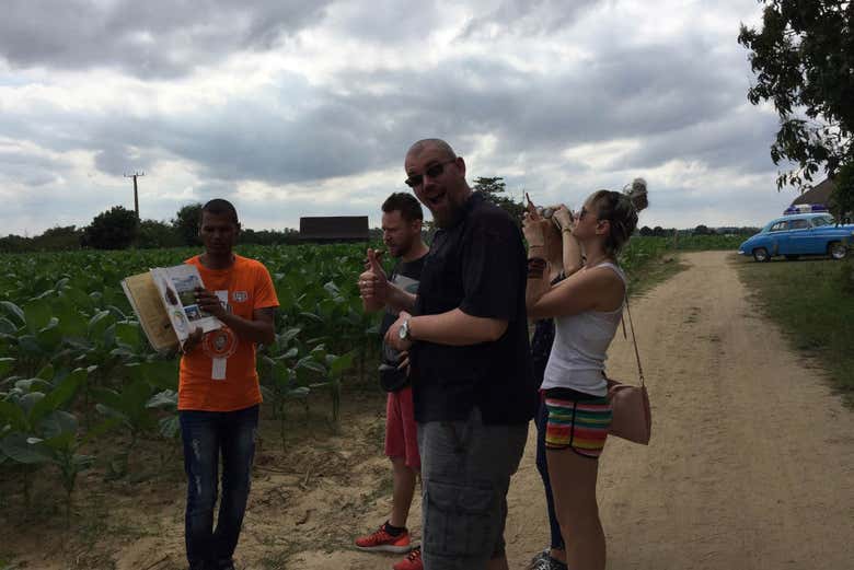 Visiter une plantation de tabac