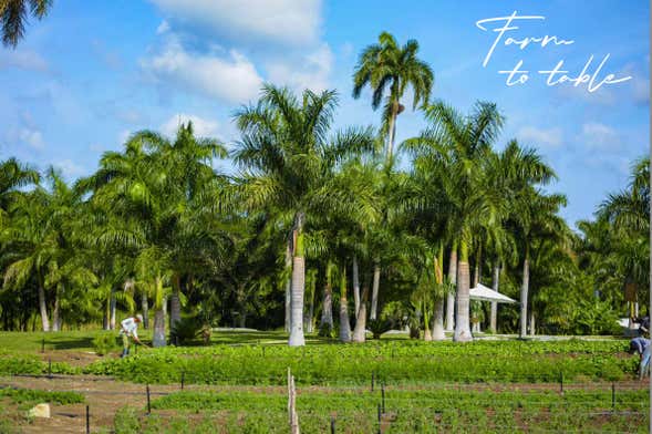Tour por la hacienda El Patrón