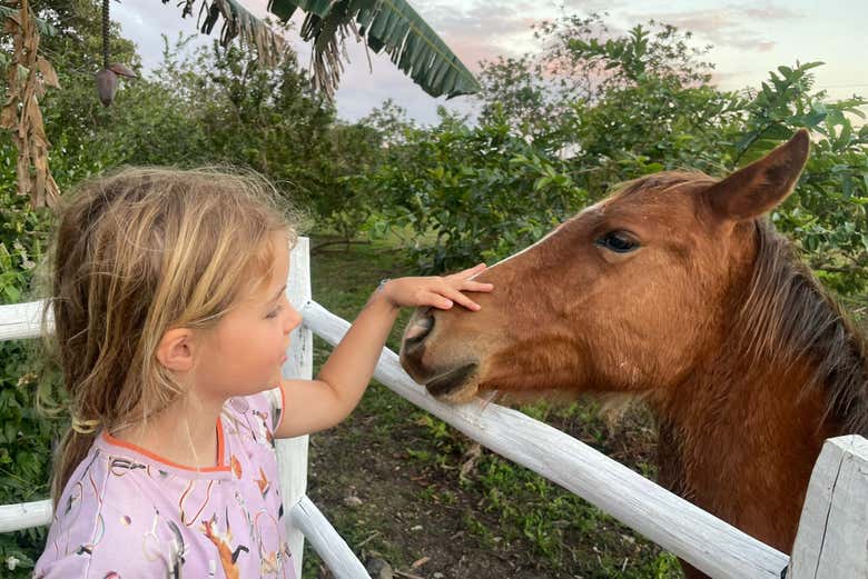 Conociendo a los caballos