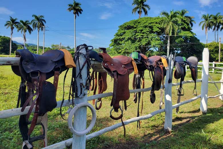 Las monturas de los caballos listas