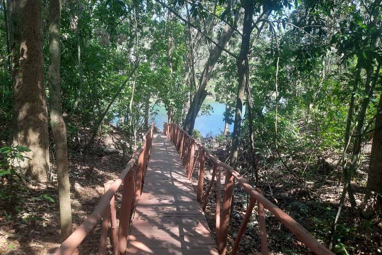 Un sendero entre vegetación a orillas del río