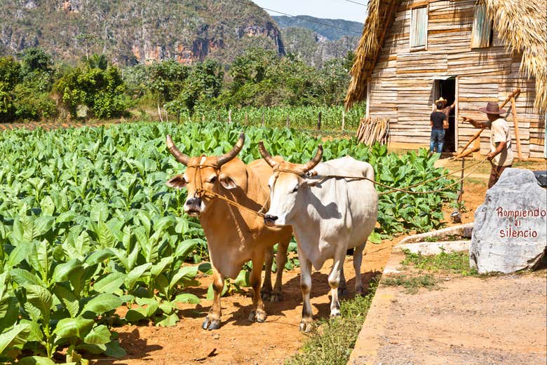 Plantaciones de tabaco en Pinar del Río