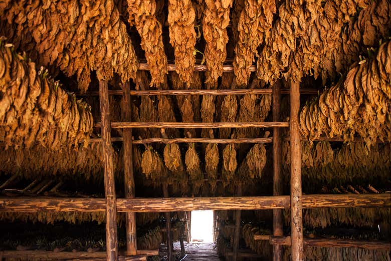 Hojas de tabaco secando