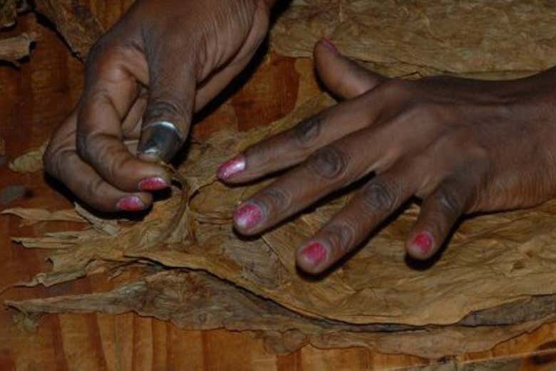 Aprendiendo cómo se elabora el tabaco