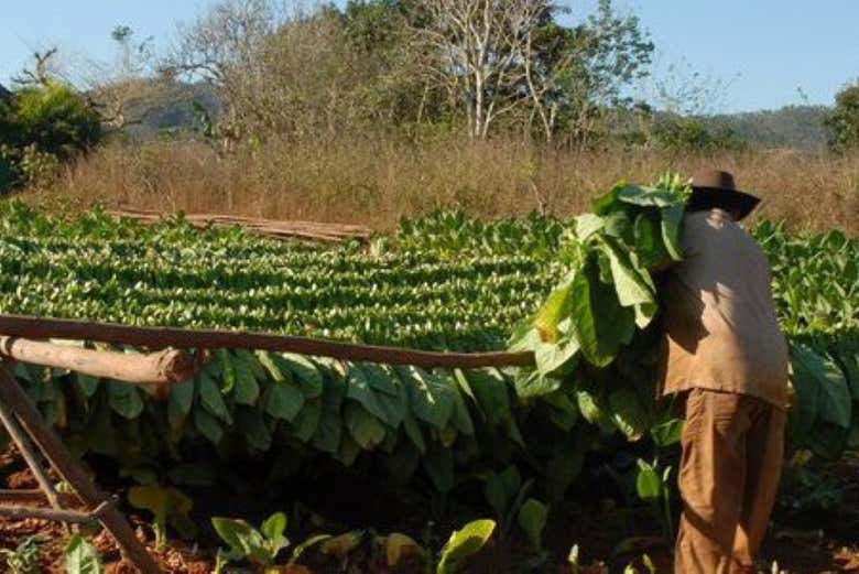 Recolectando las hojas de tabaco