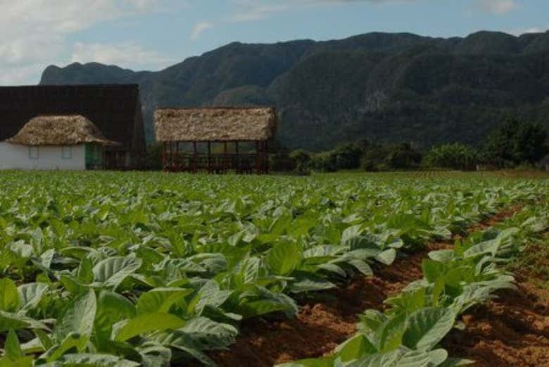 Durante el tour del tabaco en Pinar del Río