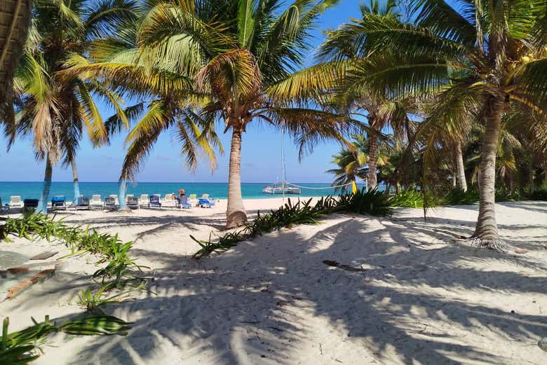 La sombra de las palmeras en la playa