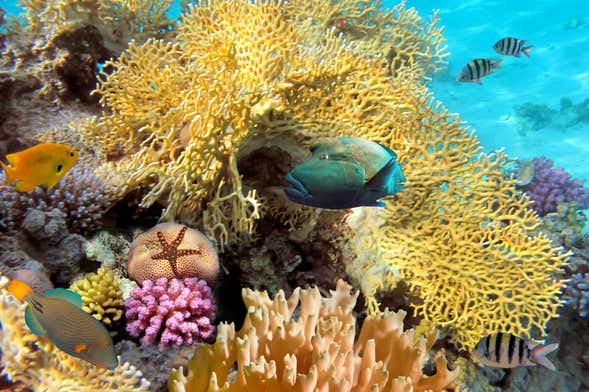 Snorkel en el arrecife de Santa Lucía