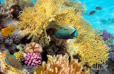 Snorkel en el arrecife de Santa Lucía