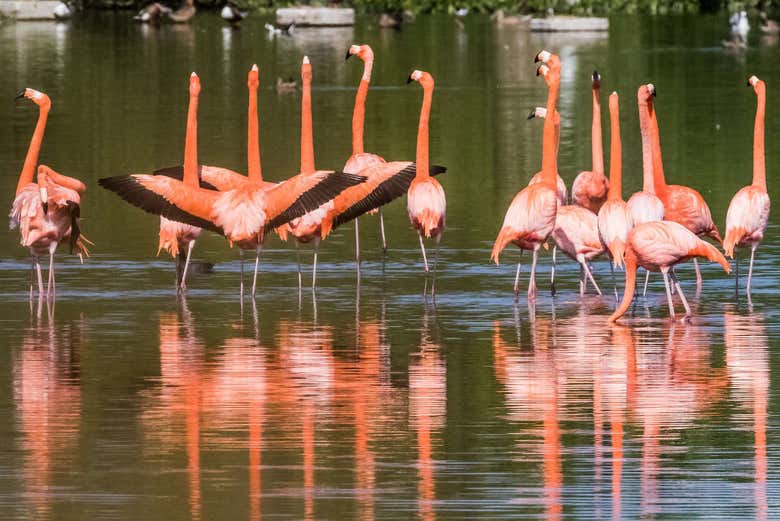Flamencos de Cayo Santa María