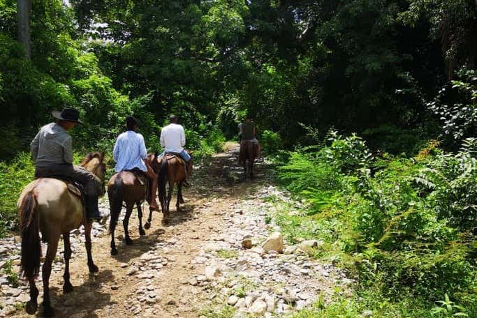 À travers la forêt de Trinidad