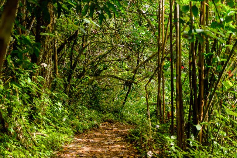 Senderismo por Topes de Collantes