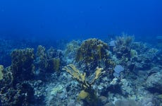 Playa Coral Scuba Diving
