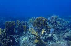 Buceo en la playa Coral