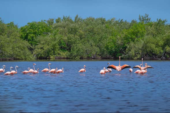Excursión al Parque Nacional Ciénaga de Zapata