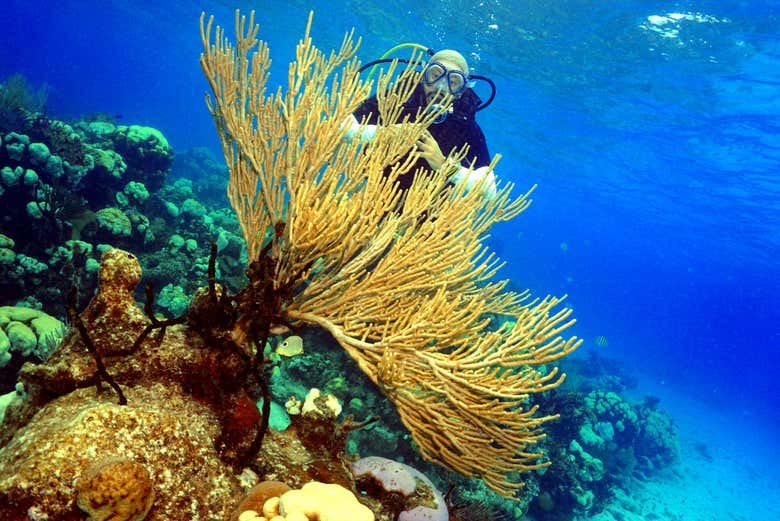 A diver diving among the reefs