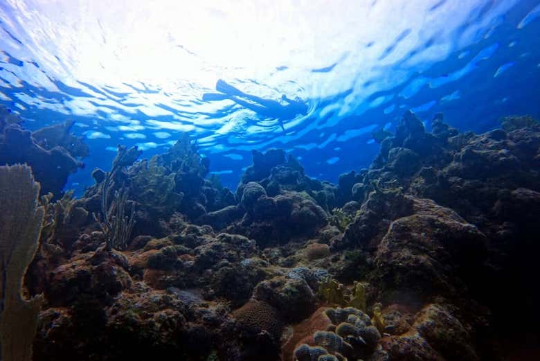 Explore the Cuban sea!