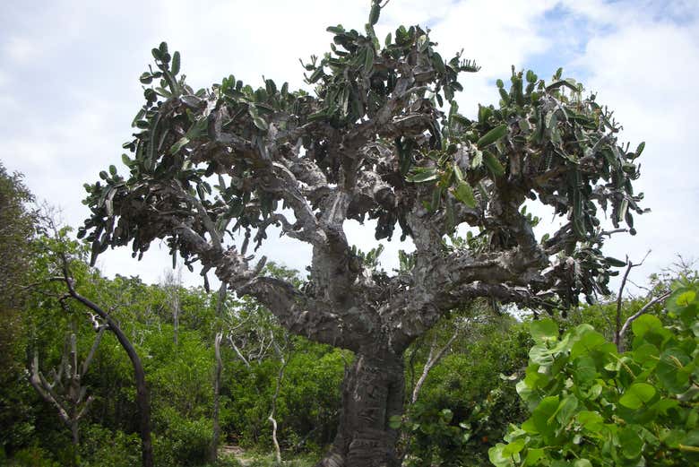 Cactus Gigante ¨El Patriarca¨