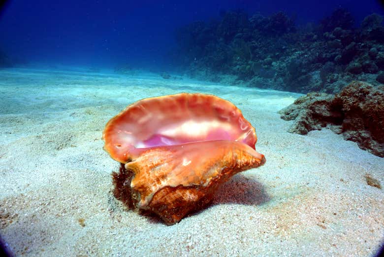 Discover the depth of the Caribbean