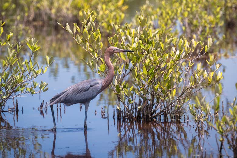Aigrette roussâtre