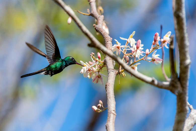 A friendly hummingbird